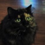 jazzykat