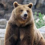 sleepybear