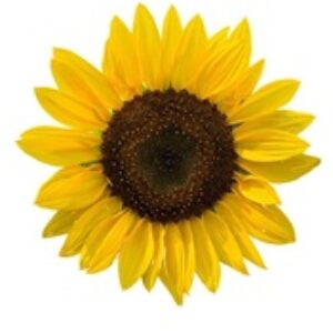 Profile photo of luce1111