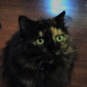 Profile photo of jazzykat