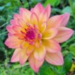 Profile photo of dahlia