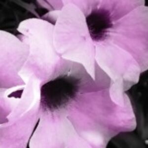 Profile photo of Suze17