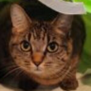 Profile photo of Foof