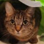 Profile photo of Foof
