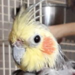 Profile photo of Nellie