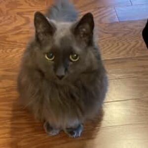 Profile photo of Maxtang