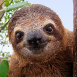 Profile photo of Iancito