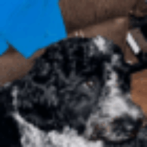 Profile photo of Honey