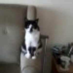 Profile photo of TheMeerkat
