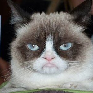 Profile photo of Madame_Cat