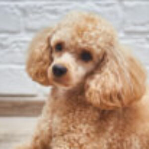 Profile photo of Poodle