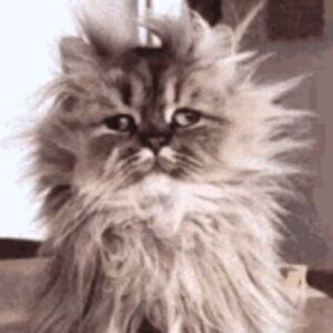 Profile photo of Elyza