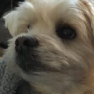 Profile photo of Kimmer