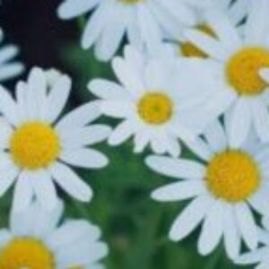 Profile photo of LovelyChatter