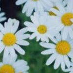 LovelyChatter