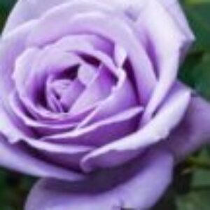 Profile photo of Plumms