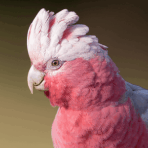 Profile photo of Pink-Galah