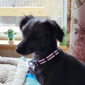 Profile photo of Sugarplum