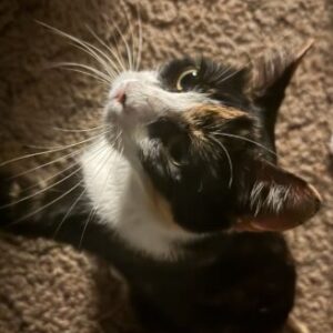 Profile photo of Amira