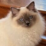 Profile photo of marie41-2