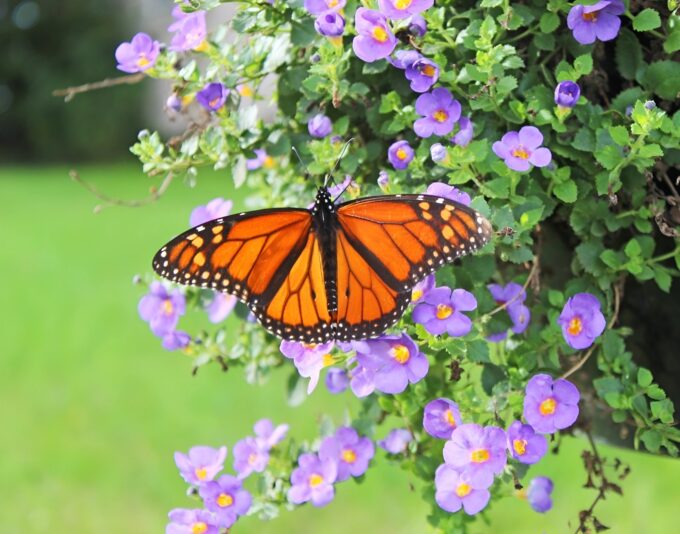 Fall Butterfly_face26