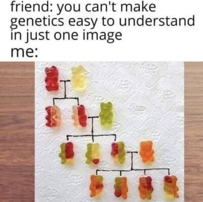 gummi genetics