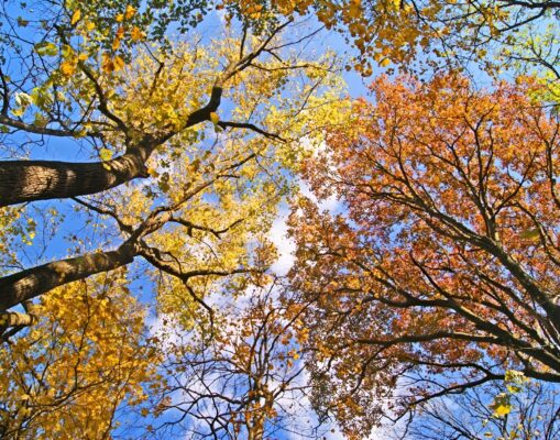 LOOKING UP_face26