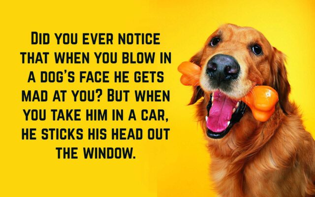Funny-Dog-Quotes-1-355470100