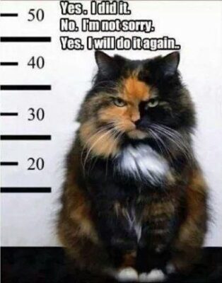 torti attitude