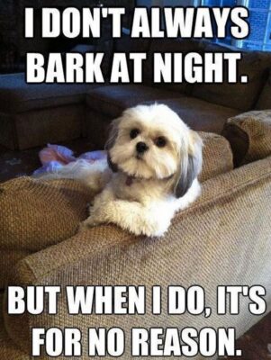 101-Best-Funny-Dog-Memes-70-297553476