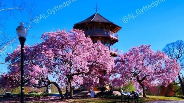 Cherry Blossom at the Pagda