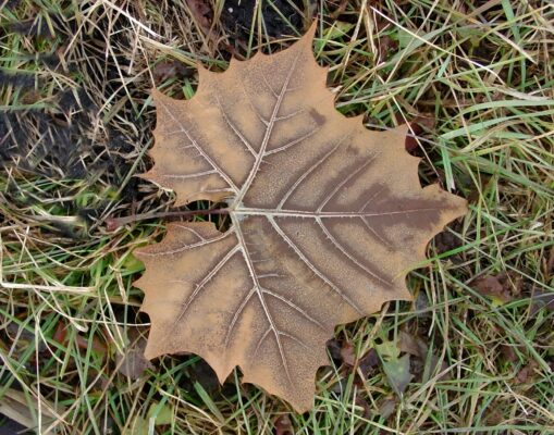 AMAZING LEAF_face26