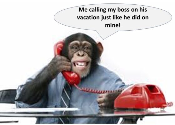 joke monkey on phone