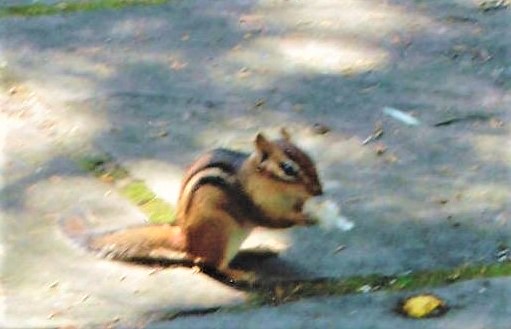 CHEEKY CHIPMUNK