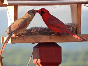 two cardinals mating pair manogamous