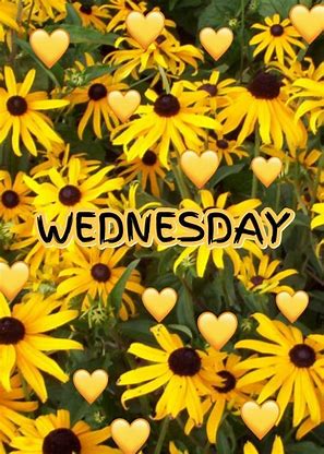 Good morning Wednesday Black Eyed Susan