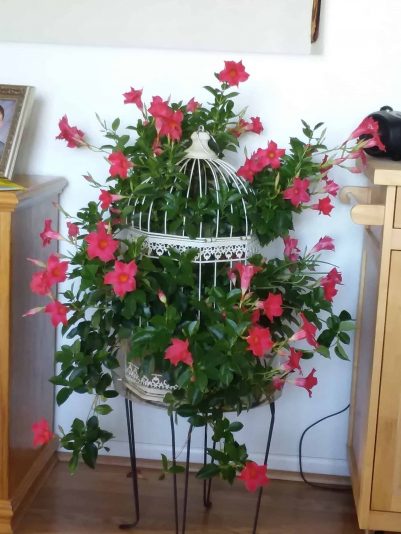 Bird cage 2018