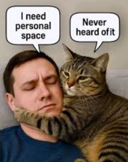 clingy cat
