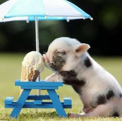 caption group pig and ice cream
