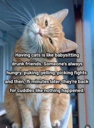 owning a cat