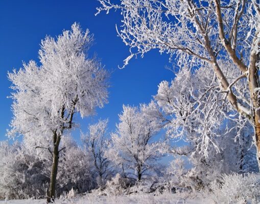 Snow Scene_face26