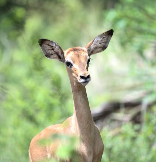 Young Impala