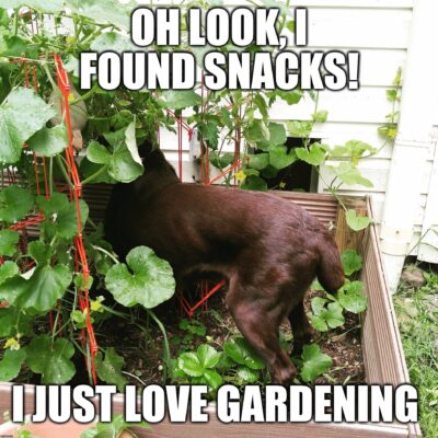 just love gardening