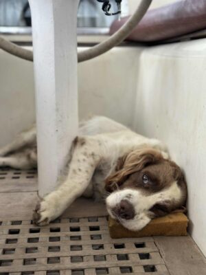 att.mdfDum66u3RR-EtYPDdUbDWCX7Bg4jK65wwJ3wYb4PU