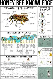 sc info honey bees