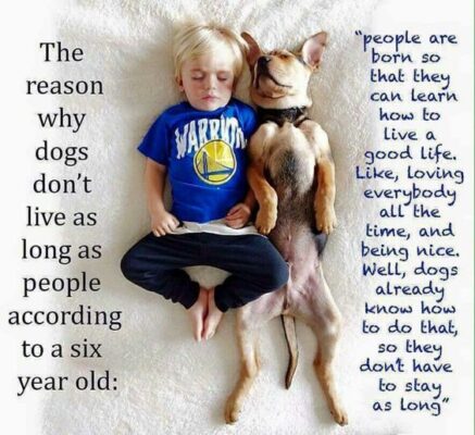 happiness group why dogs dont live as long