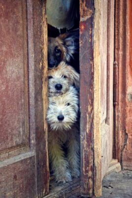 caption group dogs in doorway