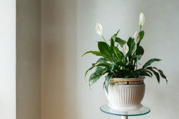 peace lily