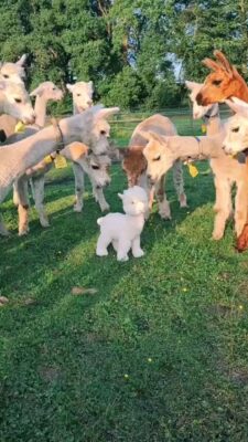 caption group alpacas