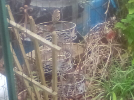 Baby oriole in back yard
